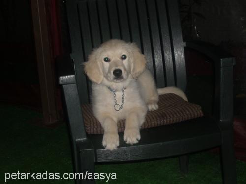 asya Dişi Golden Retriever