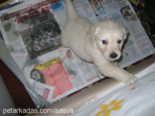 asya Dişi Golden Retriever