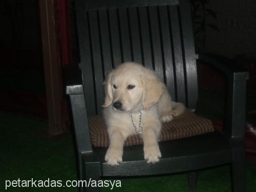 asya Dişi Golden Retriever