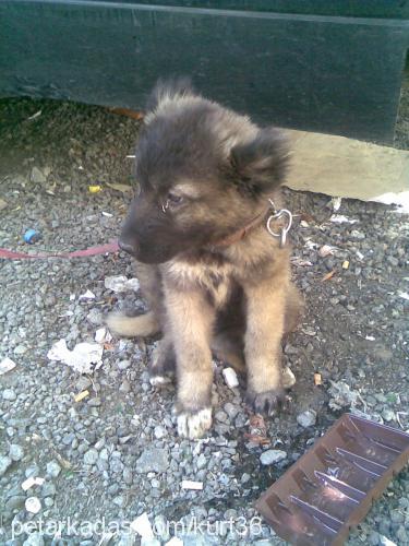 tony Erkek Kars Çoban Köpeği