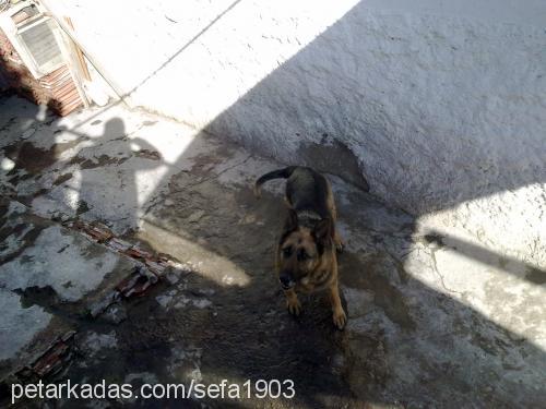 bıdık Dişi Alman Çoban Köpeği