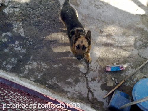 bıdık Dişi Alman Çoban Köpeği