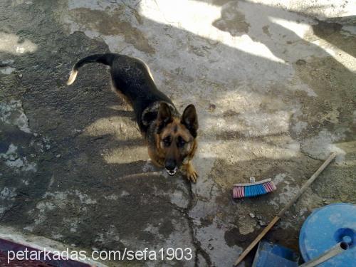 bıdık Dişi Alman Çoban Köpeği