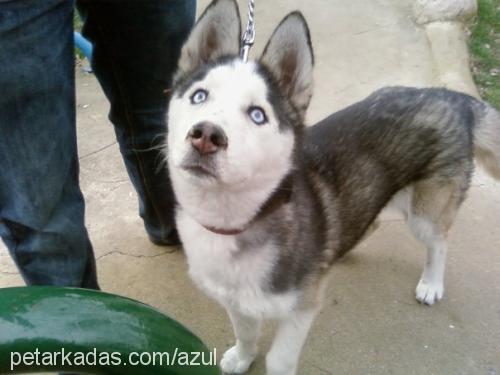 azul Dişi Sibirya Kurdu (Husky)