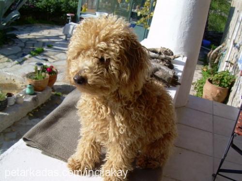 bijou Dişi Poodle (Minyatür Kaniş)