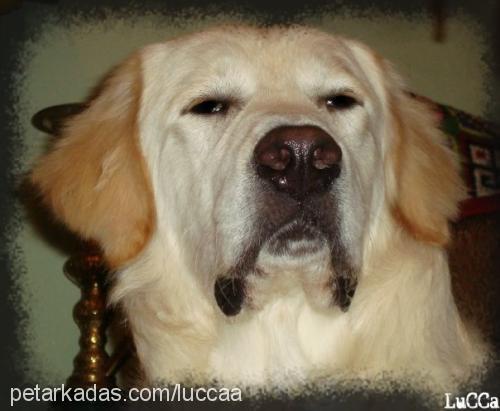 lucca Erkek Golden Retriever