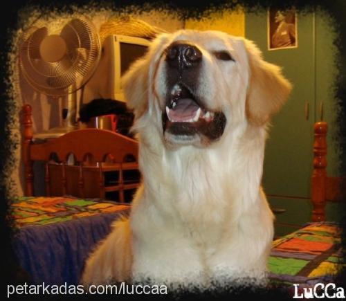 lucca Erkek Golden Retriever