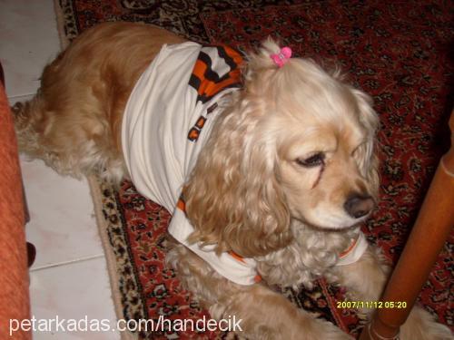 linda Dişi Amerikan Cocker Spaniel