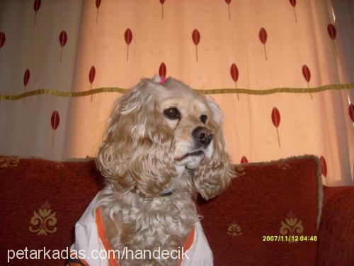 linda Dişi Amerikan Cocker Spaniel