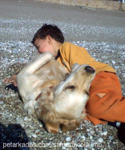 Çilek Dişi Golden Retriever