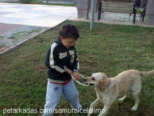 Çilek Dişi Golden Retriever