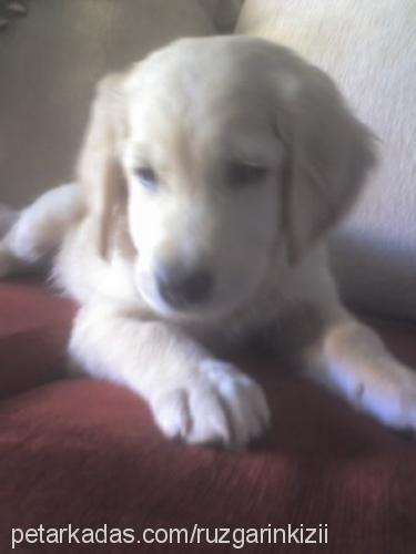 duman Erkek Golden Retriever