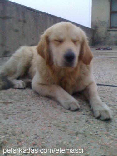 sahİbİaraniyor Erkek Golden Retriever