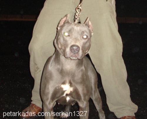 zeus Dişi Amerikan Pitbull Terrier