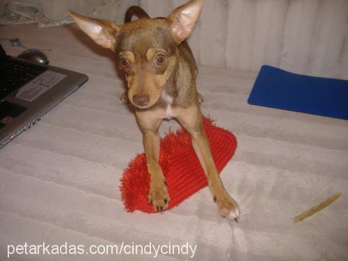 cindy Dişi Minyatür Pinscher