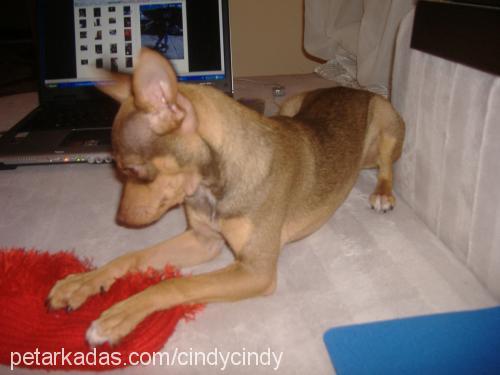 cindy Dişi Minyatür Pinscher