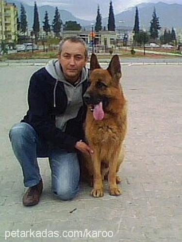 ixvonzİsawİnkel Erkek Alman Çoban Köpeği