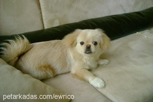 chucky Erkek Pekingese