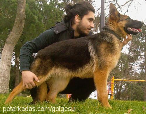 oxina Dişi Alman Çoban Köpeği