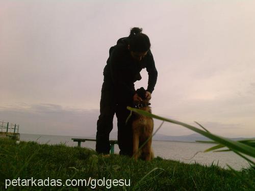 oxina Dişi Alman Çoban Köpeği