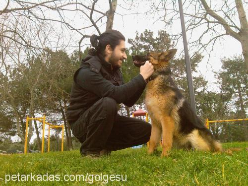 oxina Dişi Alman Çoban Köpeği