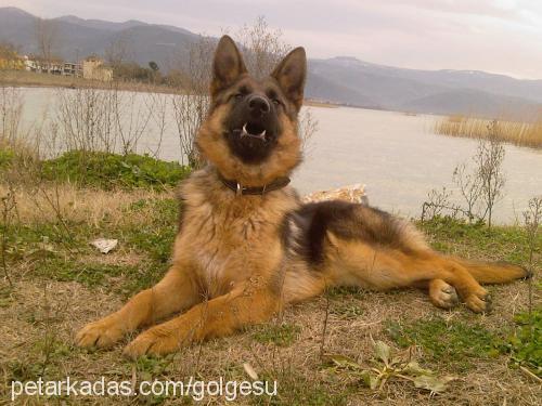 oxina Dişi Alman Çoban Köpeği