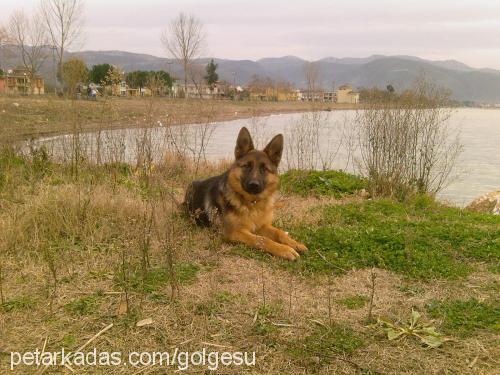 oxina Dişi Alman Çoban Köpeği