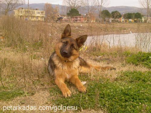 oxina Dişi Alman Çoban Köpeği