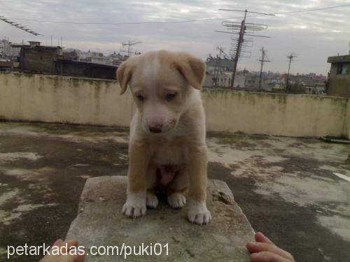 pukİ Erkek Alman Çoban Köpeği