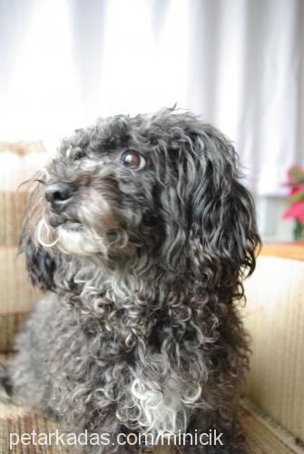 zeytin Dişi Norfolk Terrier