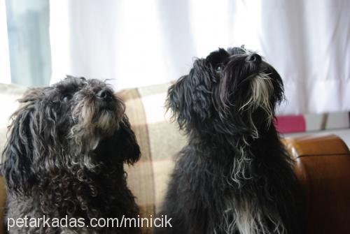 zeytin Dişi Norfolk Terrier