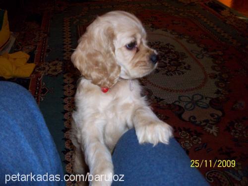 daisy Dişi Amerikan Cocker Spaniel