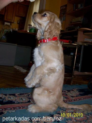 daisy Dişi Amerikan Cocker Spaniel