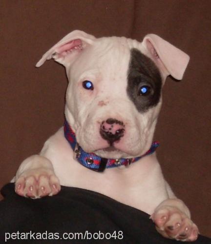 bobo Erkek Amerikan Staffordshire Terrier