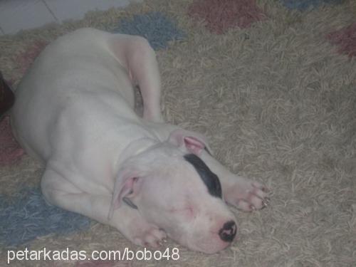 bobo Erkek Amerikan Staffordshire Terrier