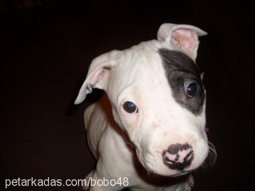 bobo Erkek Amerikan Staffordshire Terrier