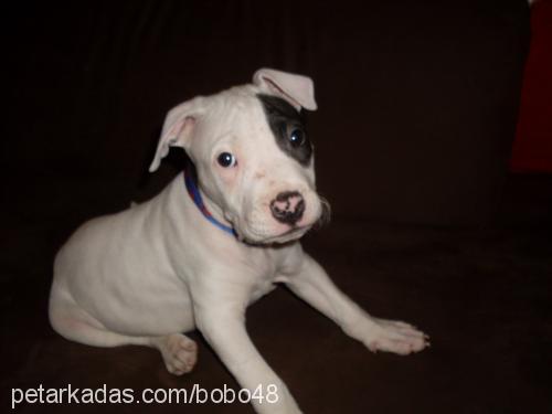 bobo Erkek Amerikan Staffordshire Terrier