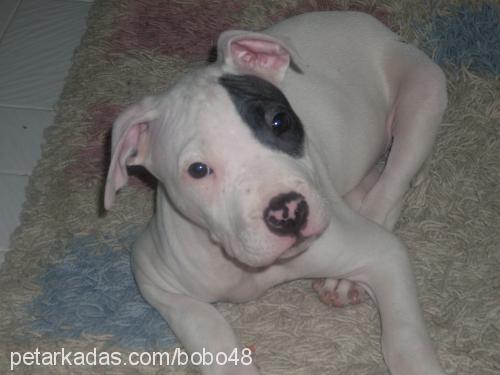 bobo Erkek Amerikan Staffordshire Terrier