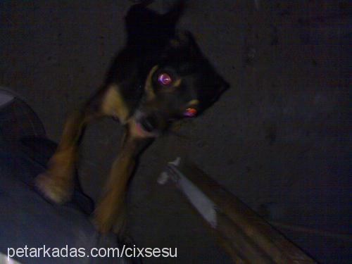 Şesu Erkek Minyatür Pinscher