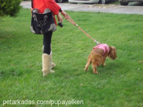 pupayelken Dişi İngiliz Cocker Spaniel