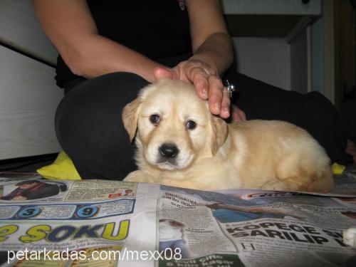 tammy Dişi Golden Retriever