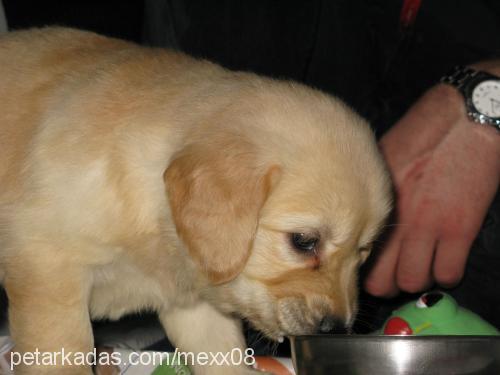 tammy Dişi Golden Retriever