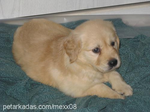 tammy Dişi Golden Retriever