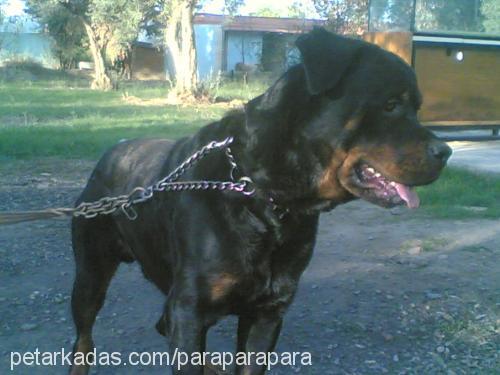 paŞam Erkek Rottweiler