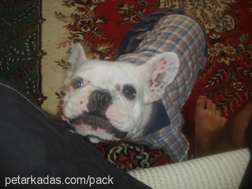 paşa Erkek Fransız Bulldog