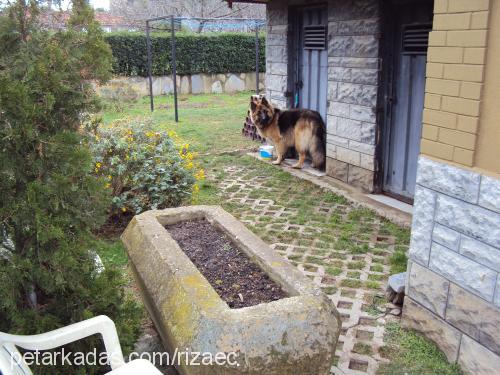 wolf Erkek Alman Çoban Köpeği