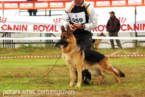 segalvonrednex Erkek Alman Çoban Köpeği