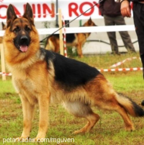 segalvonrednex Erkek Alman Çoban Köpeği