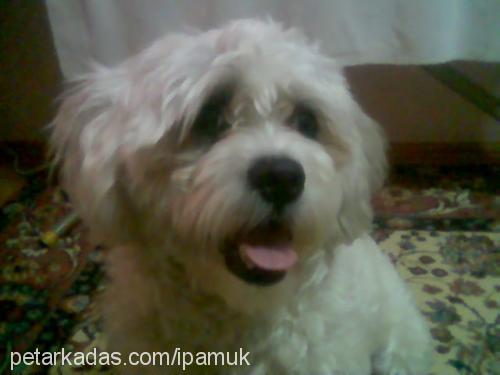 pamuk Erkek West Highland White Terrier