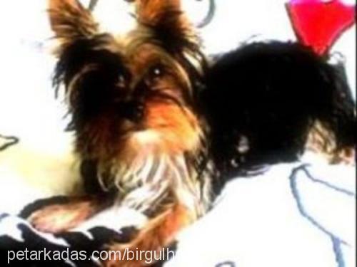 tarçın Dişi Yorkshire Terrier